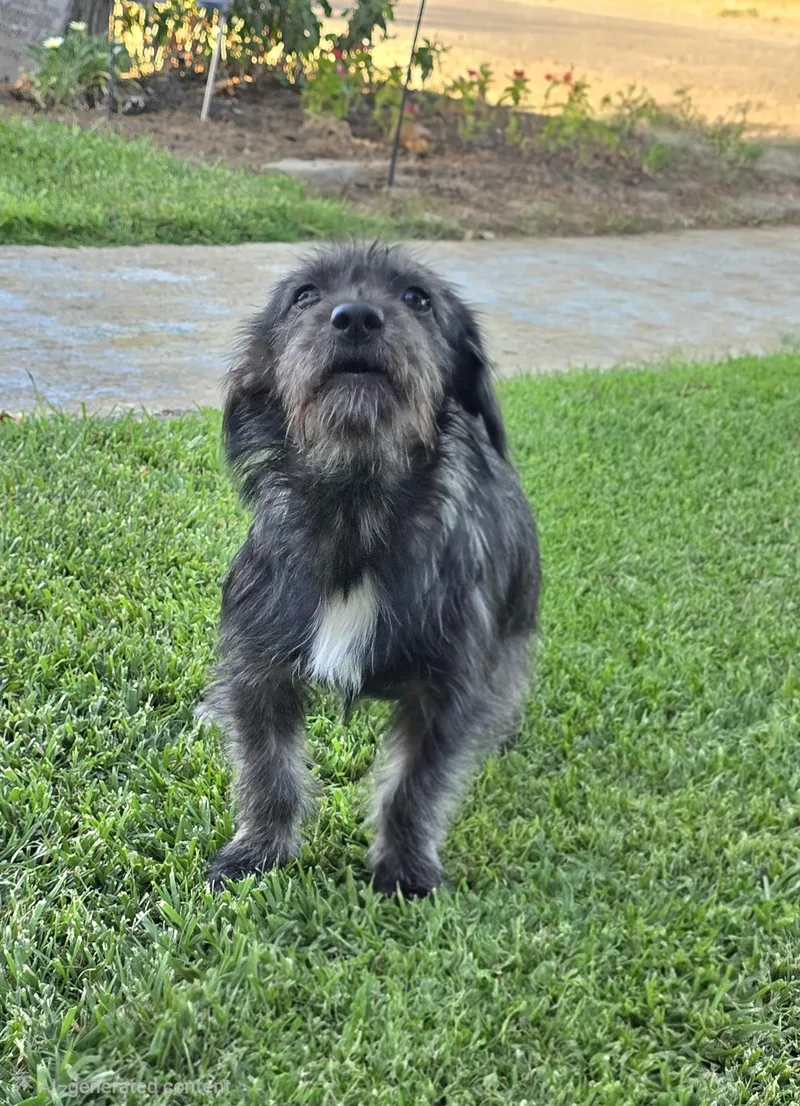 A baby small-sized female Gray / Blue / Silver Terrier dog named Bunny for adoption in Tracy, CA