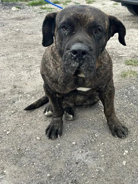 Victor
