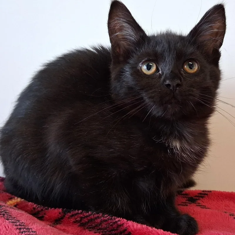 A young small-sized female Black Domestic Short Hair cat named Raven for adoption in Belmont, NY