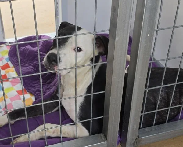 A young medium-sized male Mixed Breed dog named Fig for adoption in Cleveland, TN