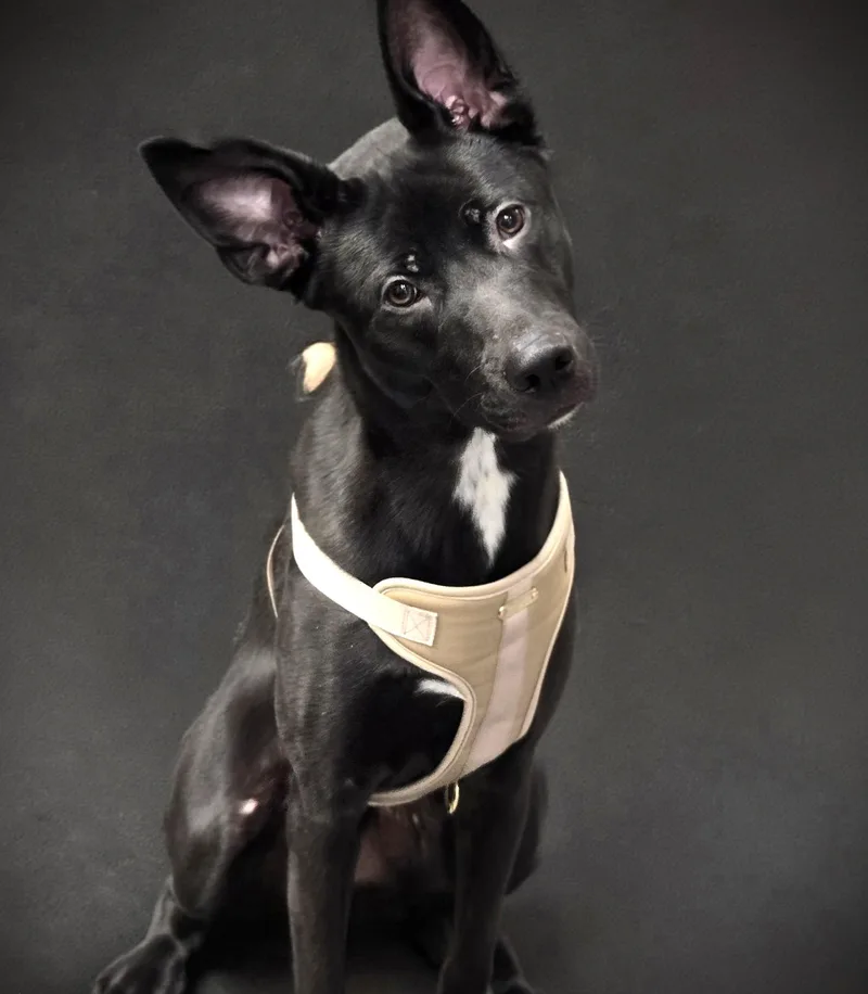 A young small-sized male Pit Bull Terrier dog named Amor for adoption in Los Angeles, CA