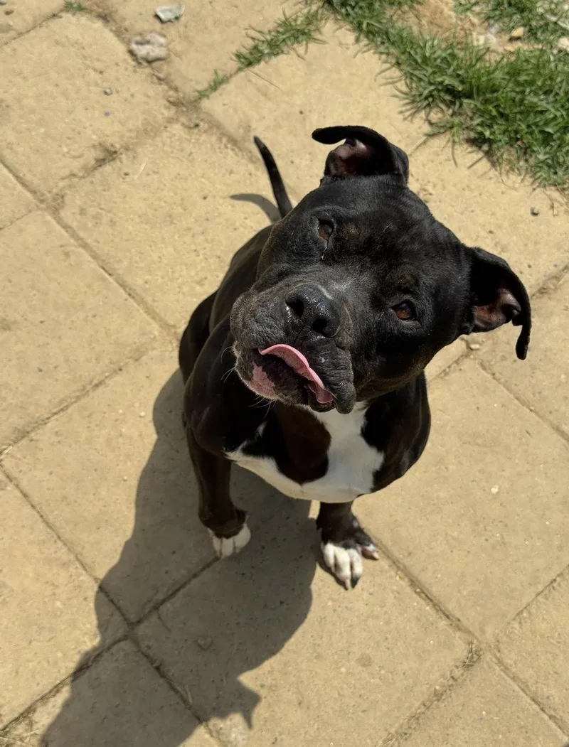 An adult medium-sized male Black Staffordshire Bull Terrier dog named Silas for adoption in Tullahoma, TN