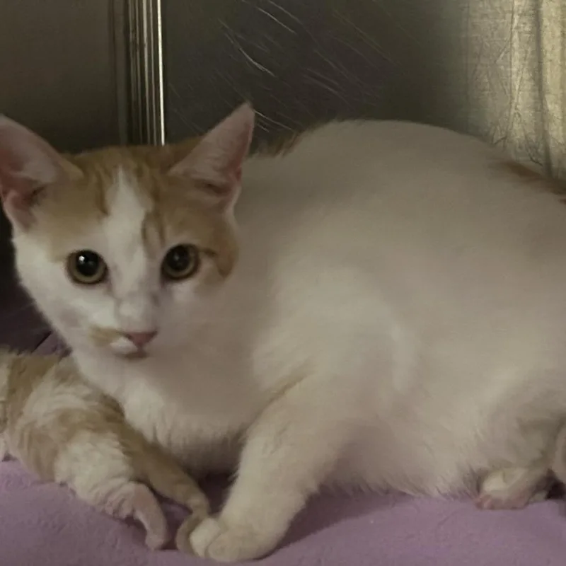 A young medium-sized female Domestic Short Hair cat named Tiana for adoption in Asheville, NC
