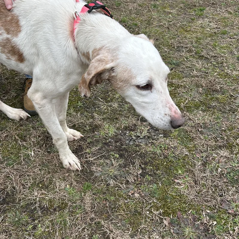 Snowflake thumbnail 3