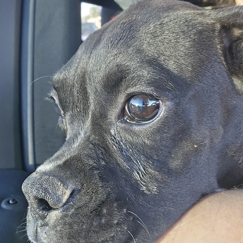 A baby medium-sized female Boxer dog named Sock Monkey for adoption in Athens, AL