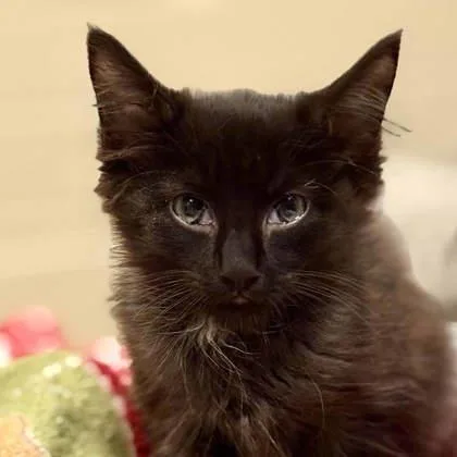 A baby small-sized male Black Domestic Long Hair cat named Coalton for adoption in Atlanta, GA