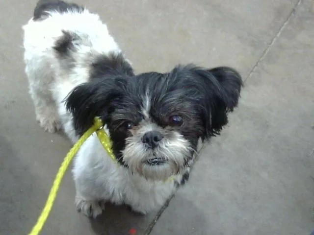 An adult small-sized female Shih Tzu dog named Mumu for adoption in Dallas, TX