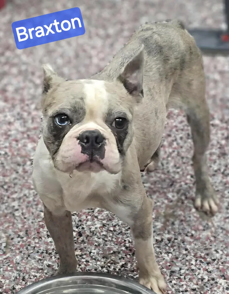 Braxton