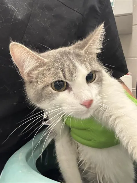 An adult small-sized female Domestic Short Hair cat named Tiny for adoption in Indianapolis, IN
