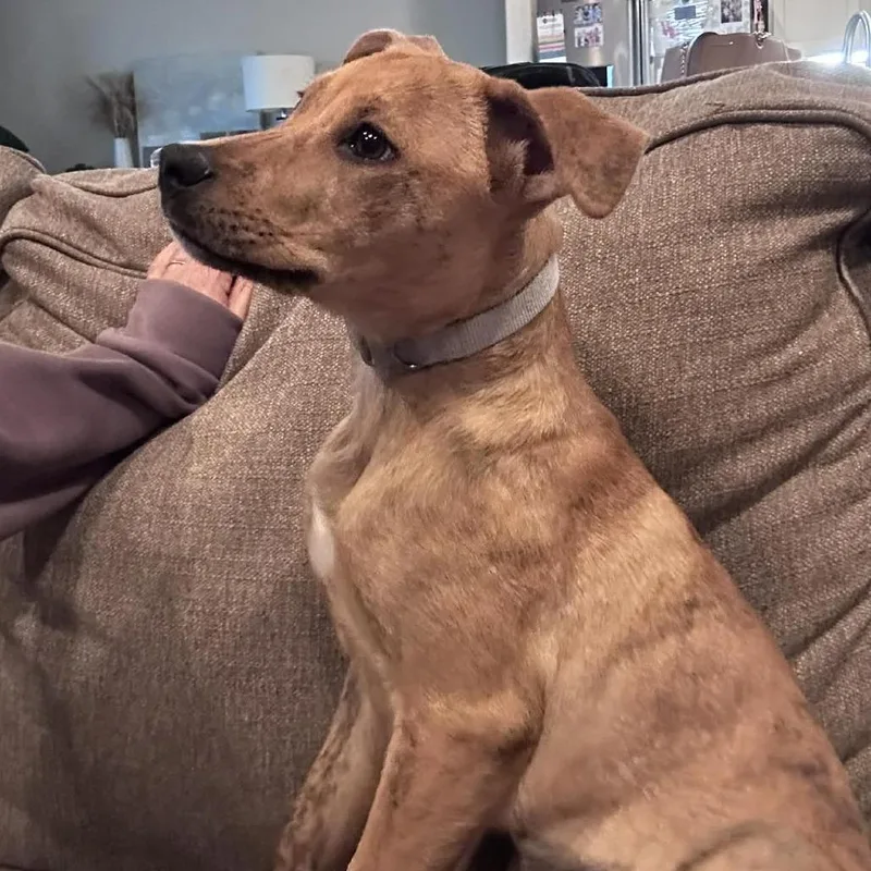 A baby medium-sized female Yellow Labrador Retriever dog named Coco WT for adoption in Austin, TX