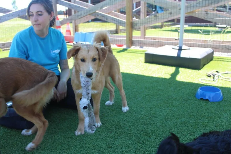 A baby medium-sized female Golden Retriever dog named Alana for adoption in Chestertown, MD