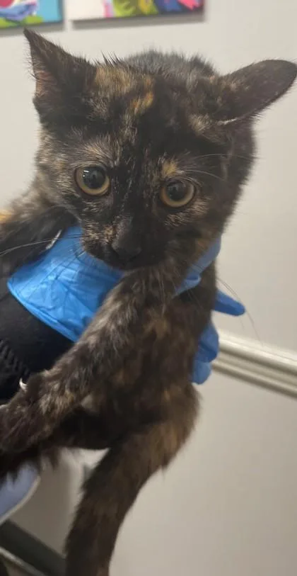 A baby medium-sized female Domestic Short Hair cat named Eclipse for adoption in Shreveport, LA