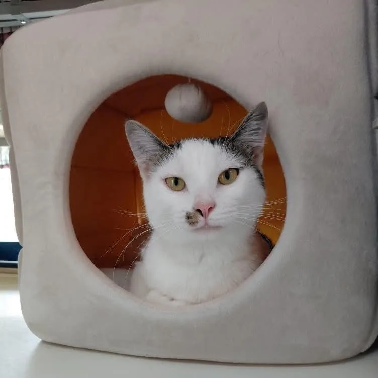 A young medium-sized female White Domestic Short Hair cat named Mishka for adoption in Littleton, NH