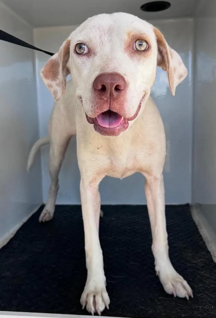 A young medium-sized female Weimaraner dog named Diva for adoption in Albany, GA