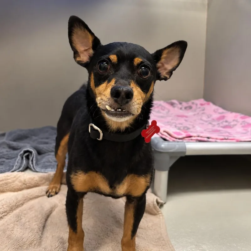 A senior small-sized male Chihuahua dog named Treenut for adoption in Las Vegas, NV