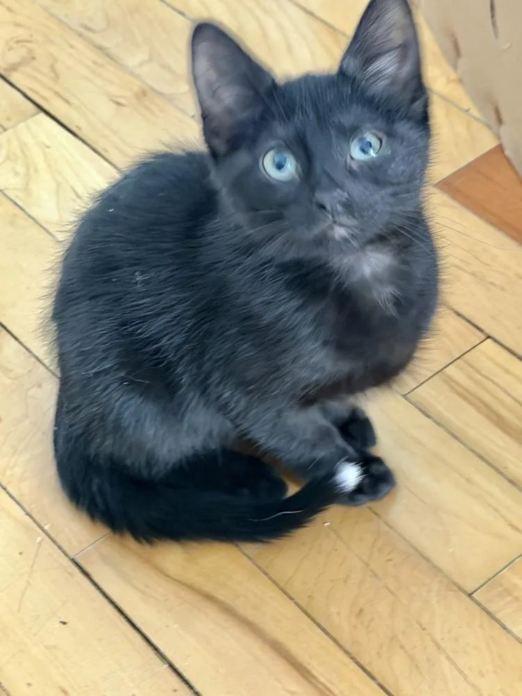A baby small-sized female Domestic Short Hair cat named Sol for adoption in Chicago, IL