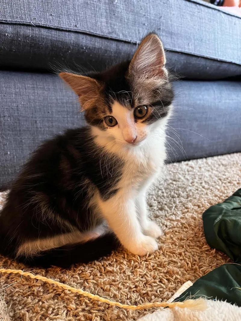A baby medium-sized male Brown / Chocolate Domestic Medium Hair cat named Whiskers for adoption in Grand Rapids, MI
