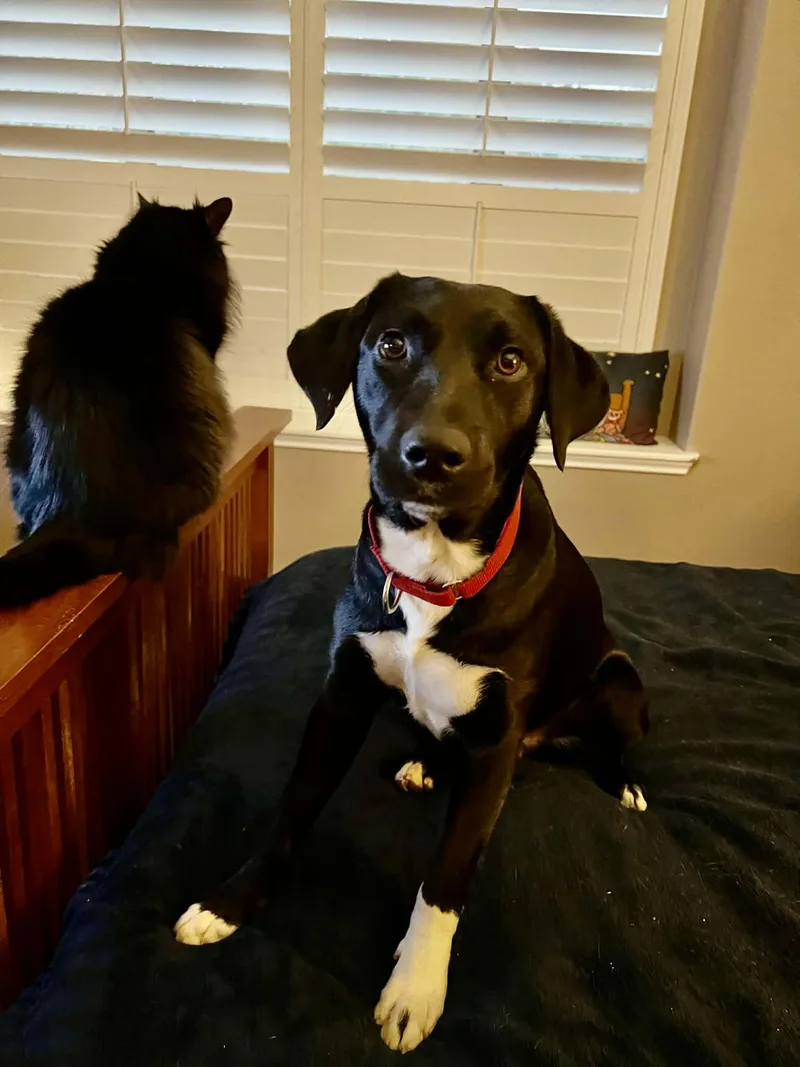 A young medium-sized female Labrador Retriever dog named Collins for adoption in Lewisville, IN