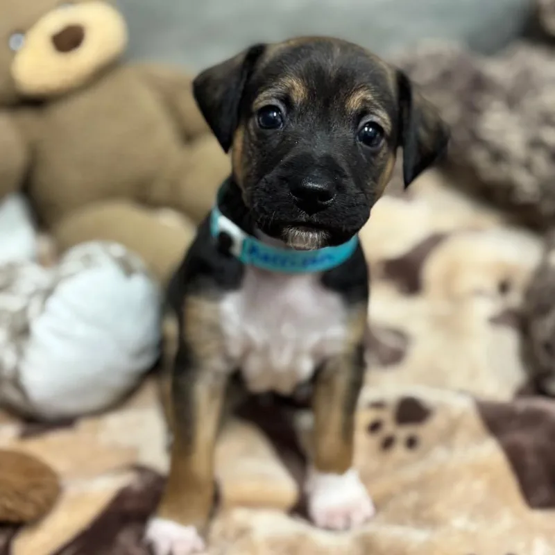 A baby small-sized male Black Chihuahua dog named MORRISON Springs for adoption in Wellington, FL