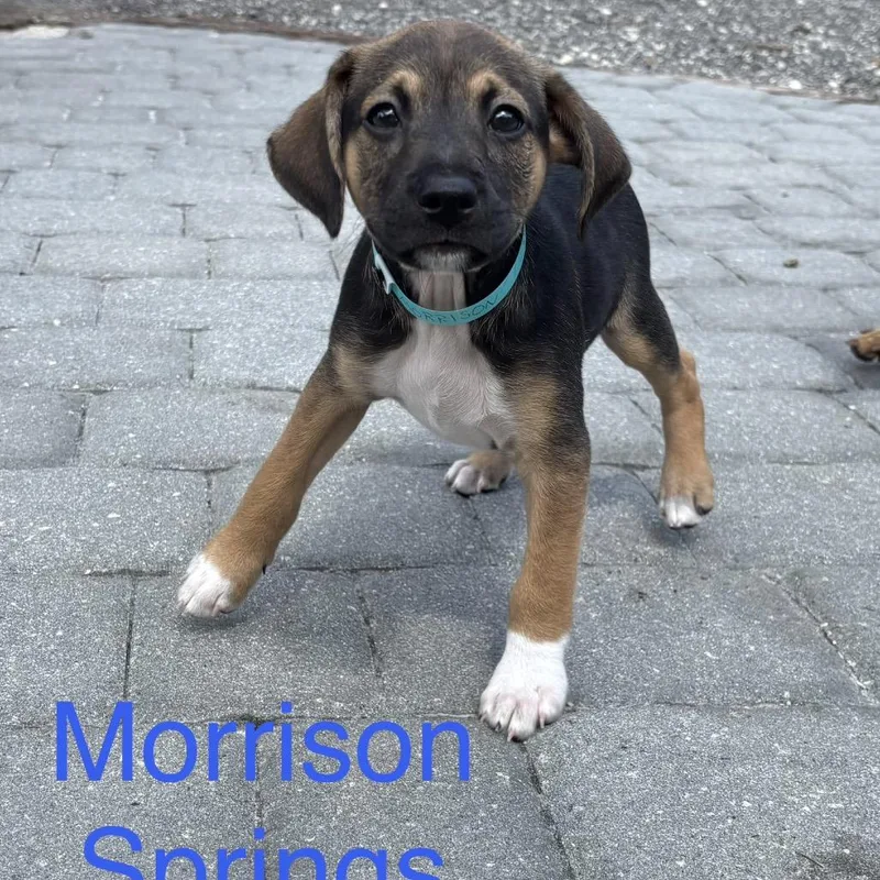 MORRISON Springs thumbnail 2