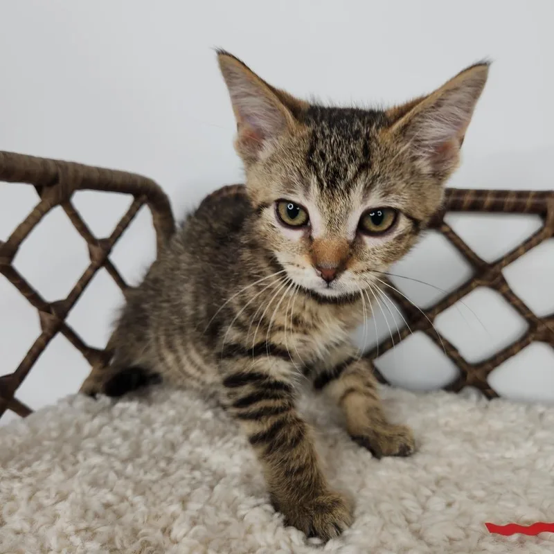A baby small-sized male Brown / Chocolate Domestic Short Hair cat named Hopper for adoption in Fort Wayne, IN