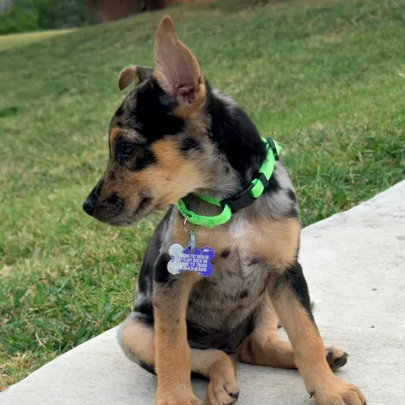A baby small-sized female Gray / Blue / Silver Catahoula Leopard Dog dog named Navy for adoption in Boerne, TX