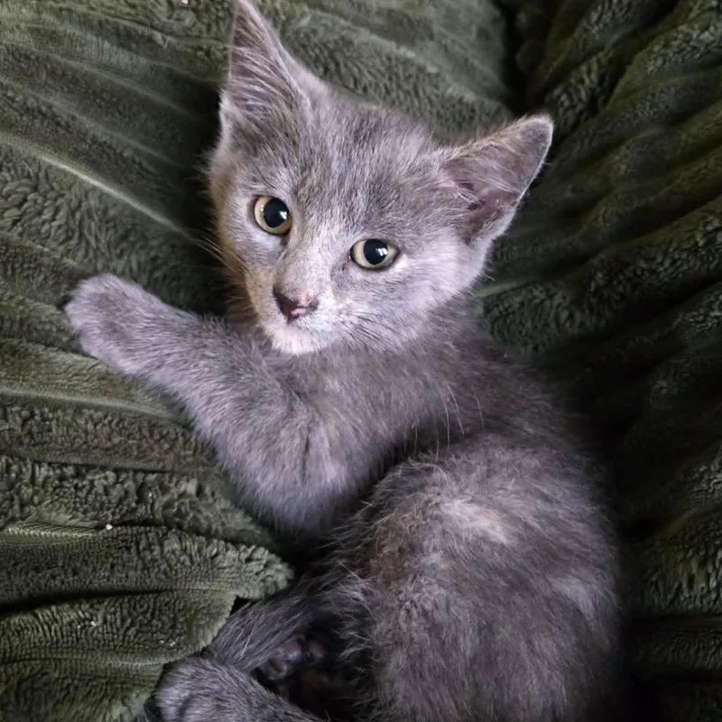 A baby small-sized female Tortoiseshell Domestic Short Hair cat named Raisin for adoption in West Olive, MI