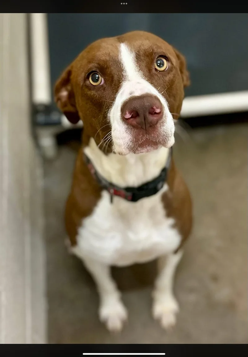 An adult medium-sized female Brown / Chocolate Pit Bull Terrier dog named Grandy for adoption in Sherman, TX