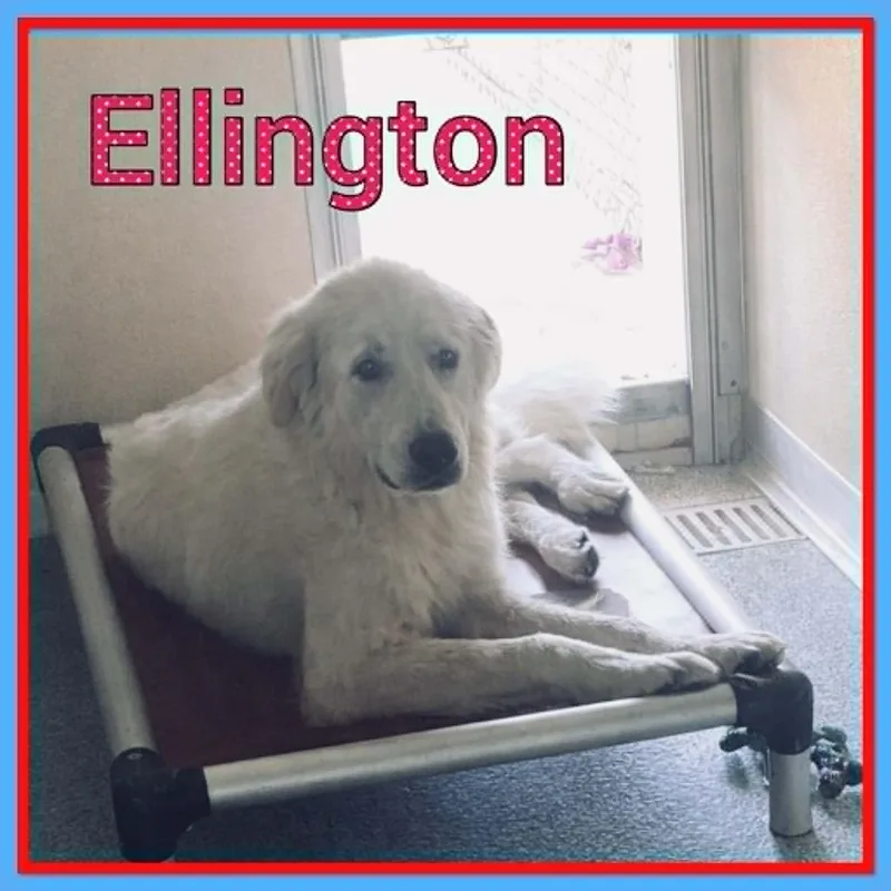 Ellington