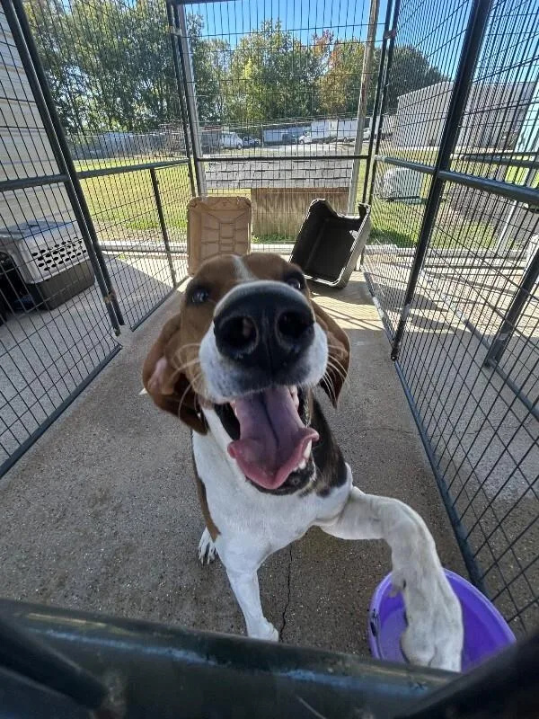 An adult medium-sized male Treeing Walker Coonhound dog named Bozo for adoption in Paris , TN