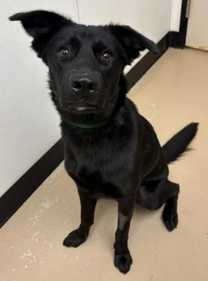 An adult large-sized female Shepherd dog named Coco for adoption in Phoenix, AZ