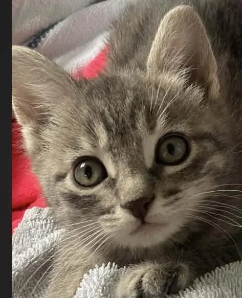 A young small-sized female Dilute Calico Domestic Short Hair cat named Thumbelina for adoption in Webster City, IA