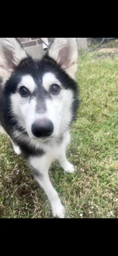 Marshmellow thumbnail 2