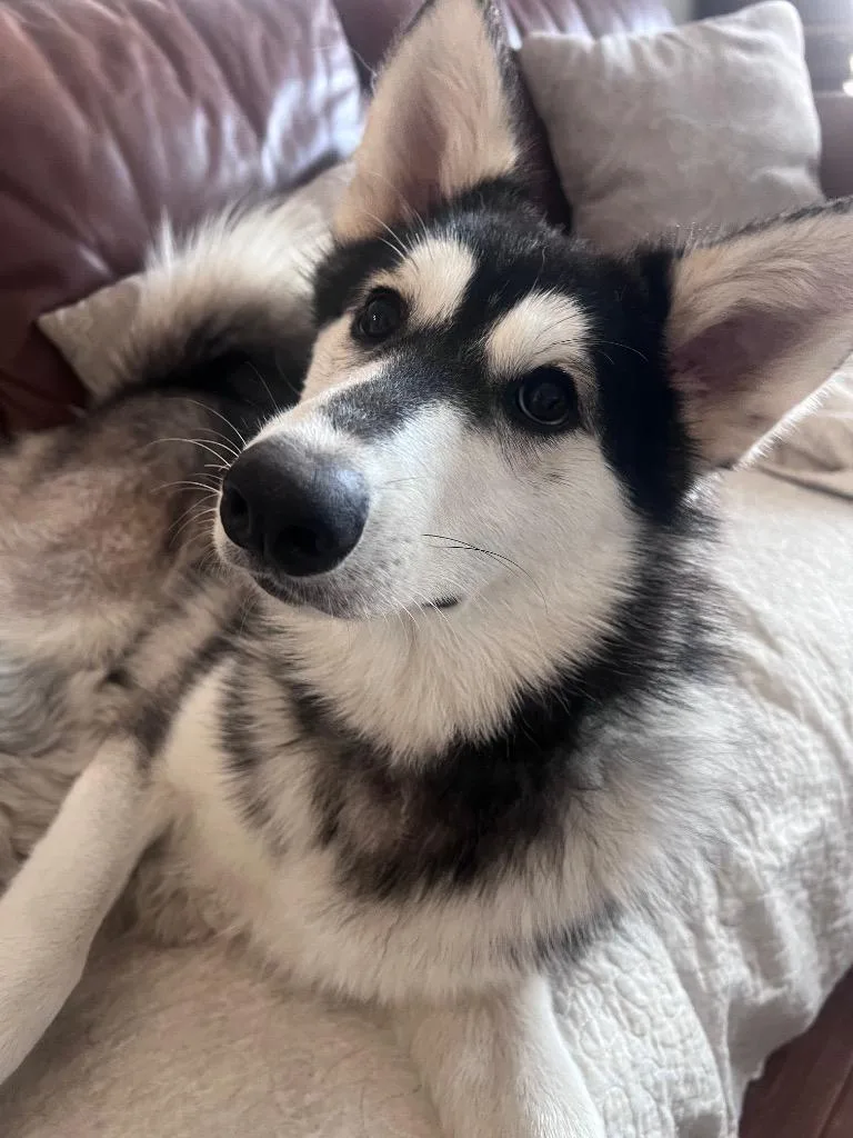 Marshmellow thumbnail 3