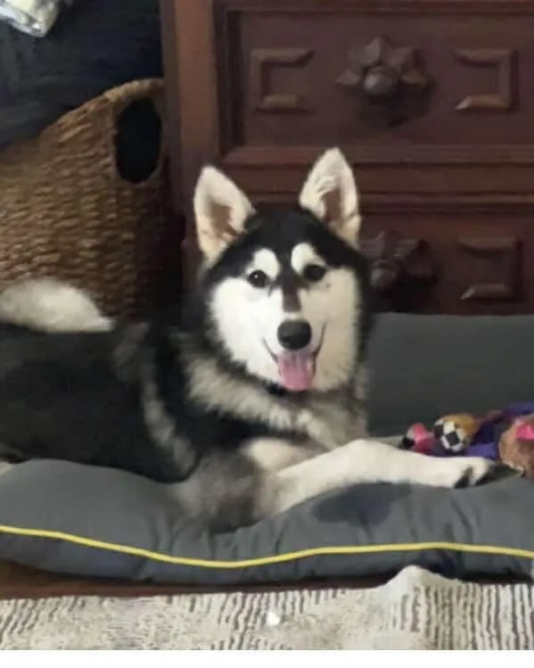 Marshmellow thumbnail 4