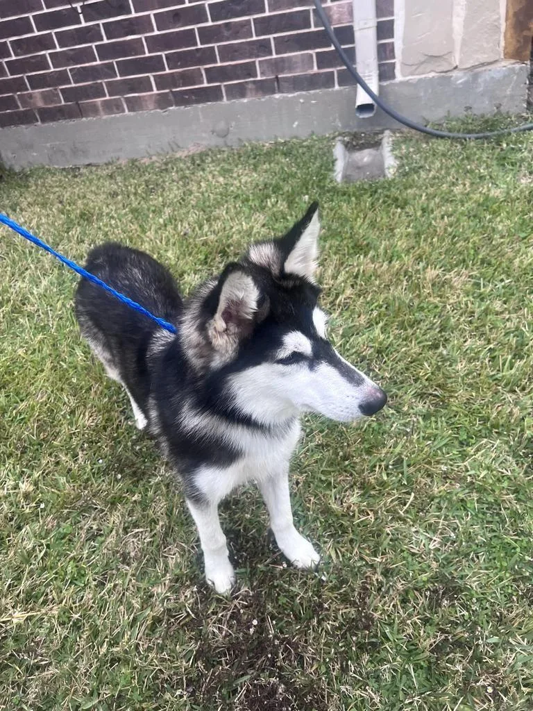 Marshmellow thumbnail 5