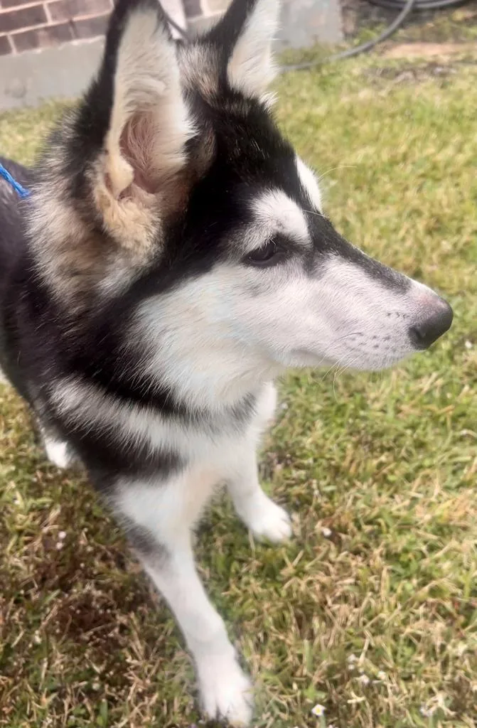 Marshmellow thumbnail 6