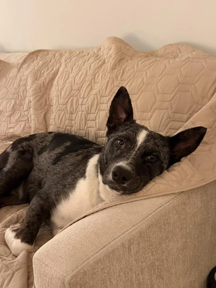 A young medium-sized female Merle (Blue) Cattle Dog dog named Coral for adoption in Manhattan, NY