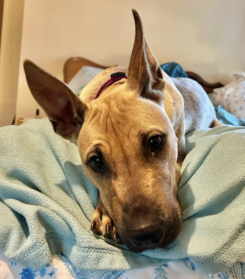 An adult medium-sized female Cattle Dog dog named Seneca for adoption in Springville, NY