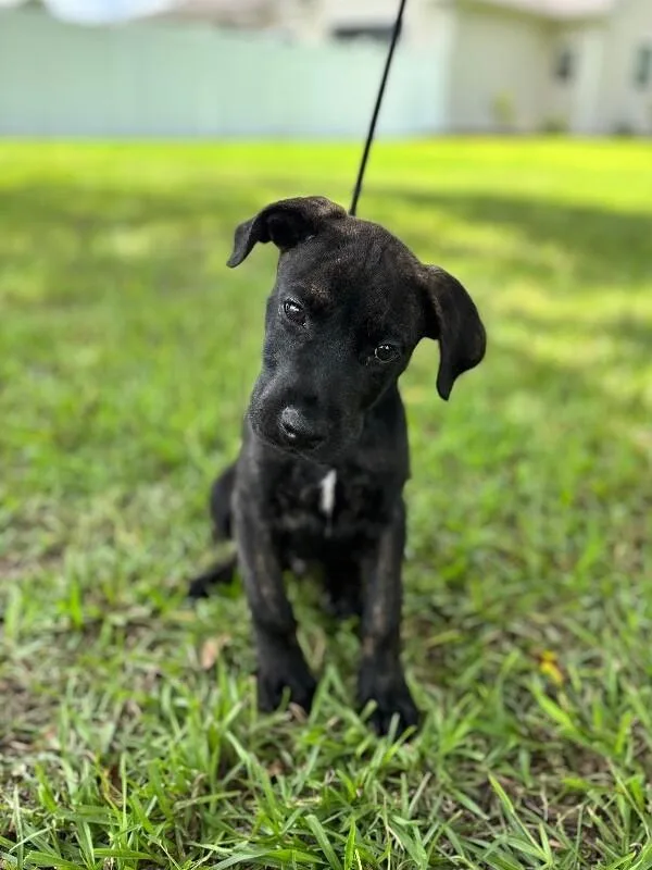 A baby small-sized male Tricolor (Brown, Black, & White) Labrador Retriever dog named Rowan for adoption in Aiken, SC