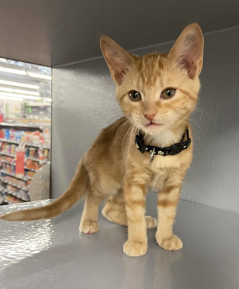 A baby medium-sized female Tabby (Orange / Red) Tabby cat named Kumquat for adoption in Greenville, DE