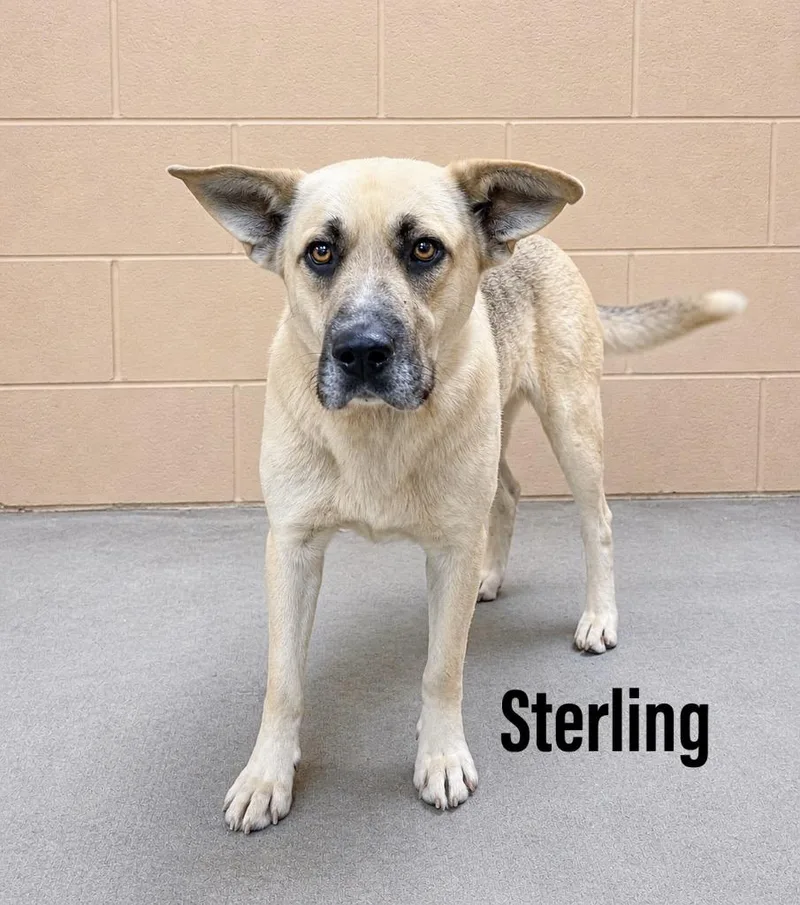 Sterling