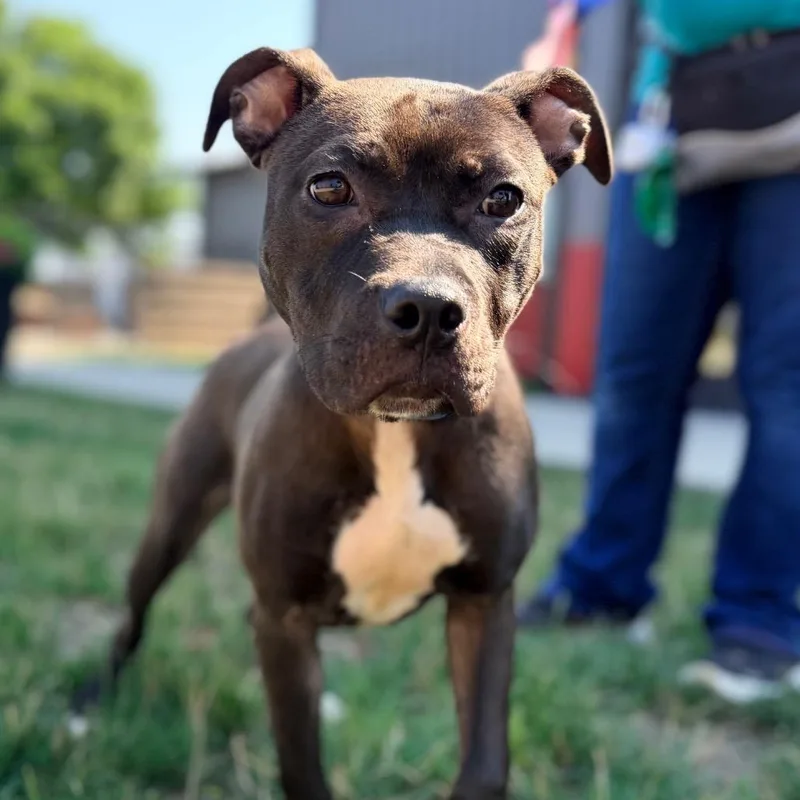 A young medium-sized female Black Pit Bull Terrier dog named Bev for adoption in Champaign, IL