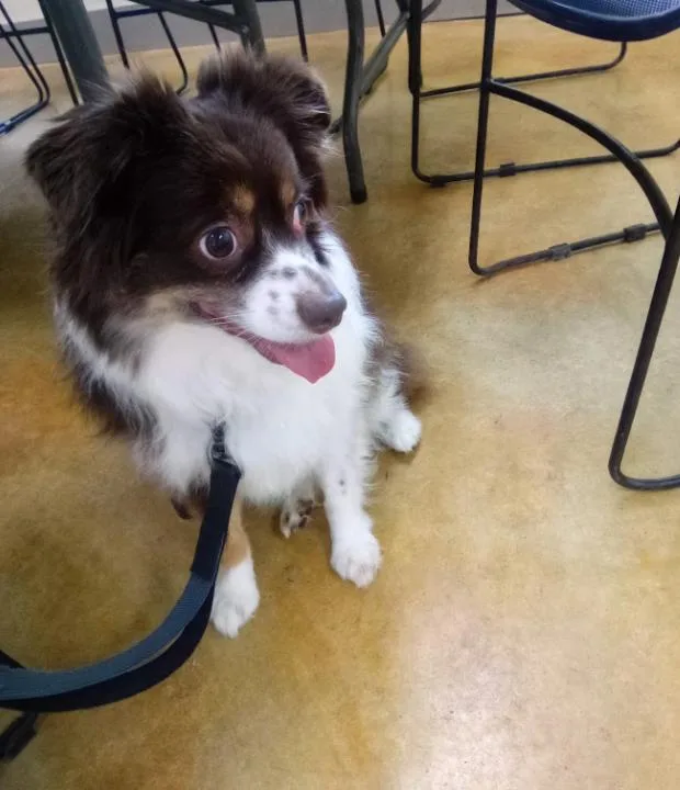 An adult small-sized male Australian Shepherd dog named Bailey for adoption in Austin, MN