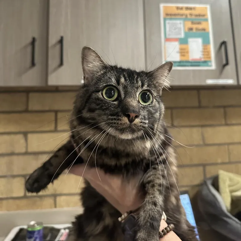 An adult small-sized female Brown / Chocolate Domestic Long Hair cat named Fizzelle for adoption in Austin, TX