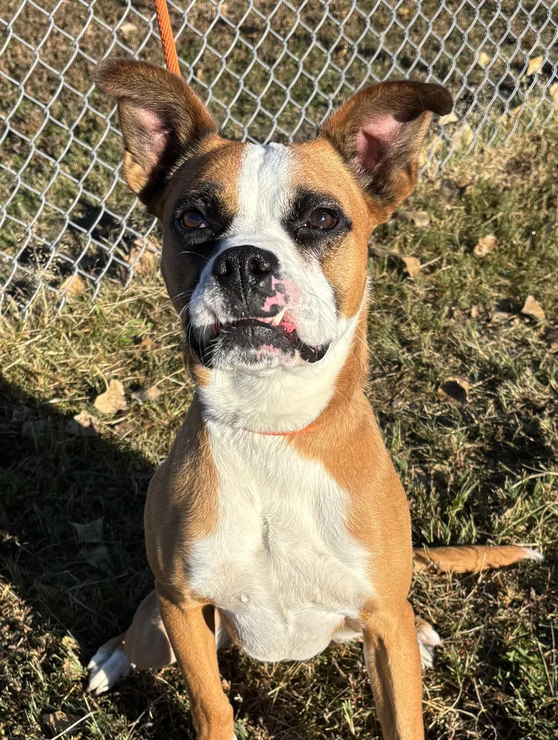 A young medium-sized male Boxer dog named Odie for adoption in Torrington, WY