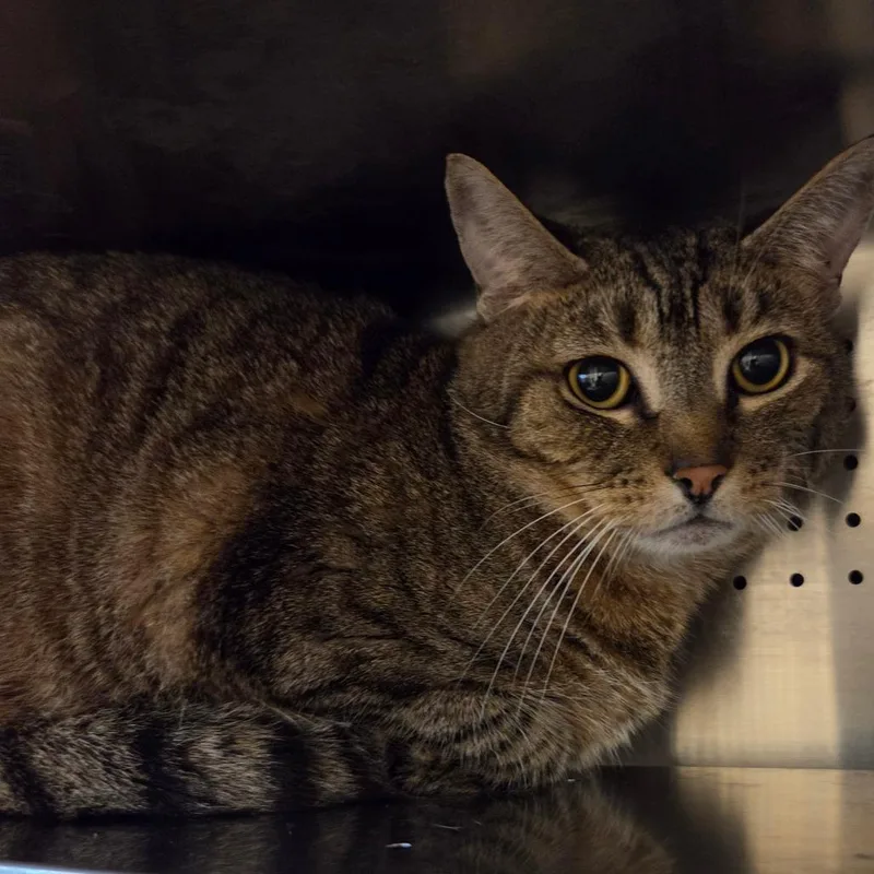 An adult medium-sized male Brown / Chocolate Domestic Short Hair cat named Jackson for adoption in Asheville, NC