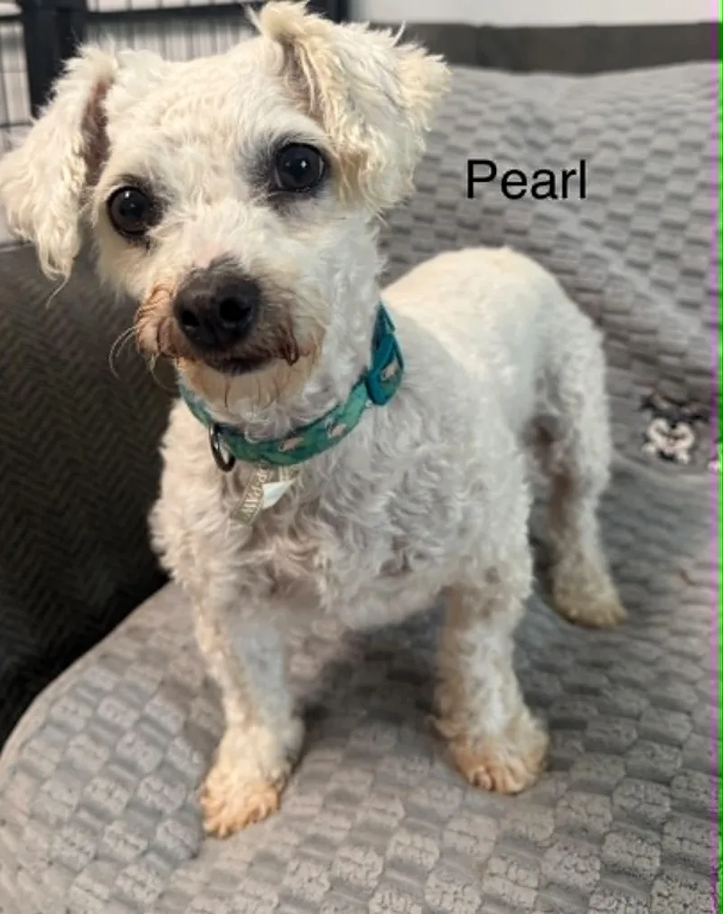 A senior small-sized female White / Cream Bichon Frise dog named Pearl for adoption in Hop Bottom, PA
