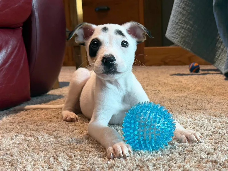 A baby large-sized male Pit Bull Terrier dog named Leo for adoption in Grand Island, NE