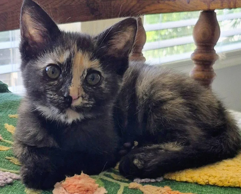 A baby medium-sized female Domestic Short Hair cat named Olive & Olivia for adoption in San Luis Obispo, CA